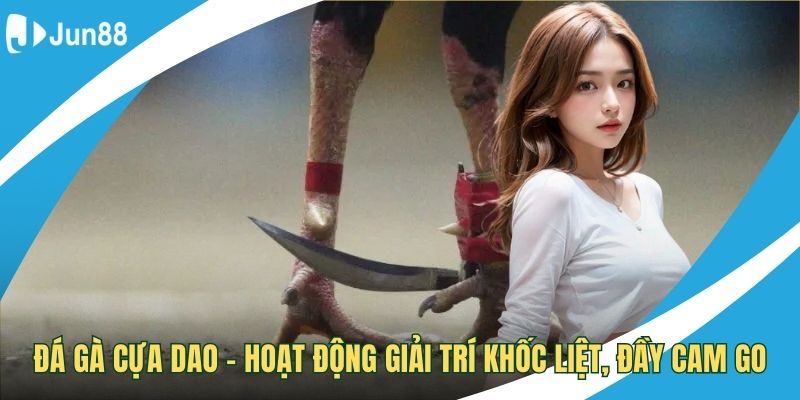 Đá gà cựa dao